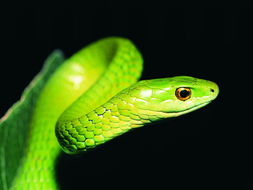 1977 Snake Good Marriage Match