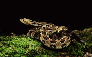 Snake Compatibility