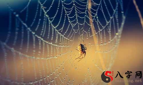 Dreaming of a big spider