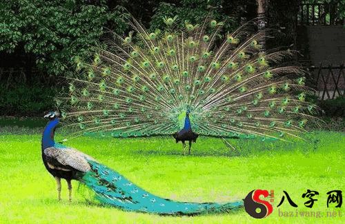 Dreaming of a peacock open screen