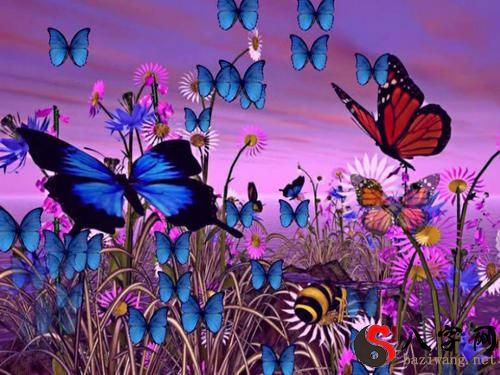 Dreaming of Butterflies