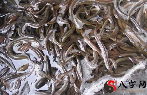Dreaming of catching eels