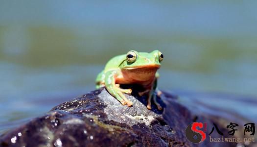 Dreaming of an oversized frog