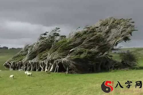 Dreaming of a big wind blowing a big tree
