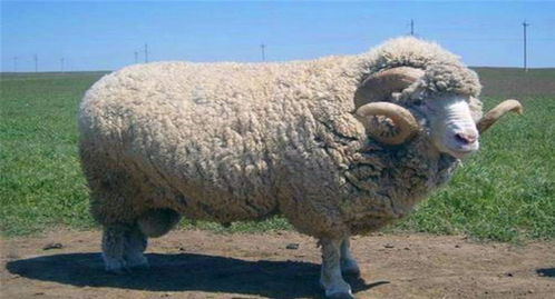 Sheep Eight Character Name of a Girl with Lack of Water and Earth Life