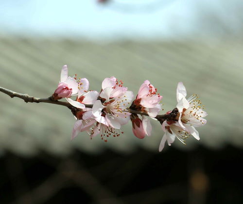 Peach Blossom for Horse in 2023