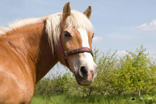 Lucky Number for Horse in 1978