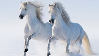1966 Horse Fate Later