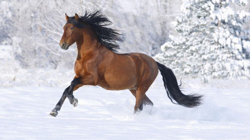 Perfect Match for Horse