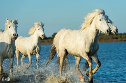 What's good for Horse people to wear in 2002
