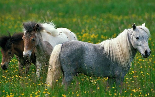 Is it good for two Horses to be married to each other