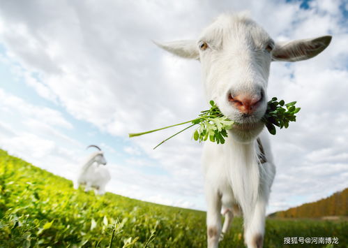 Chinese Zodiac Goat Horoscope
