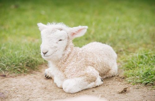 How old is a Goat in his sixties?