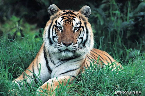 1986 Tiger Marriage to Goat