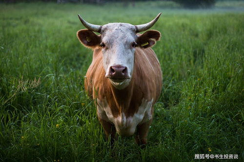 Is it suitable to marry a 2003 Goat and a 1997 Ox
