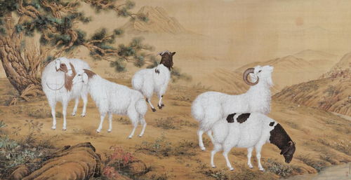 What is the life of a male sheep in June 2003