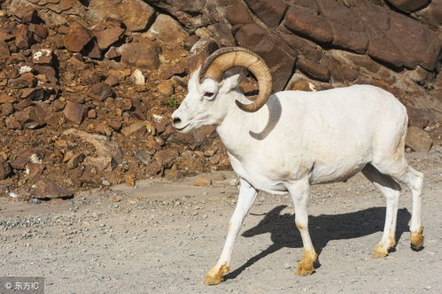 Do Sheep and Dogs Combine