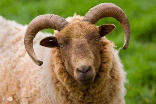 How is the financial luck of the 1991 Goat in 2023