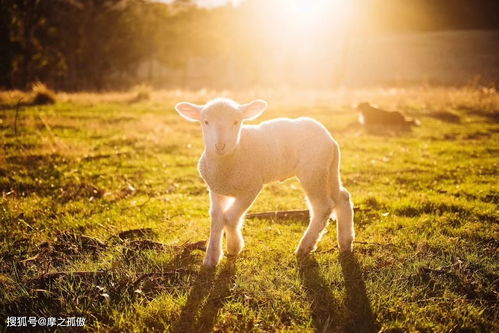 What is the 2023 Horoscope for the Goat in 1967