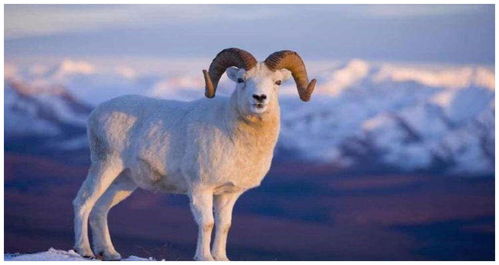 What is the life of a sheep in 191979