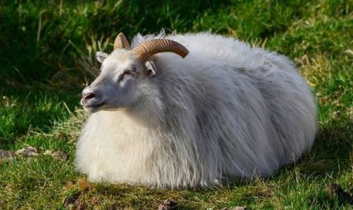 How old is the goat this year 2023 false age