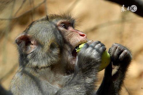 What is the five elements of the 68th year of the monkey