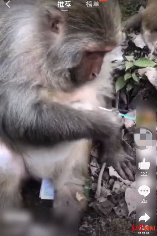 Are 96 year old male rats and 92 year old female monkeys compatible
