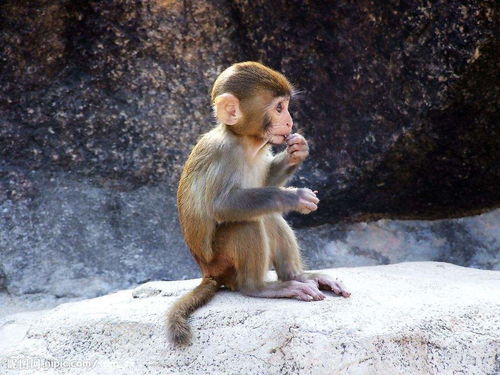 What's the right major for monkey boys in 2004