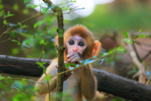 Suitable career for Monkeys