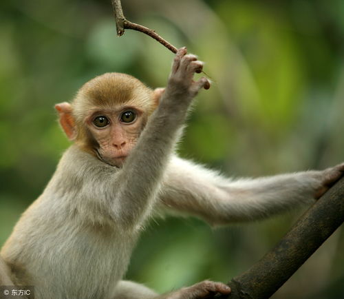 What is the life of a 2004 Monkey