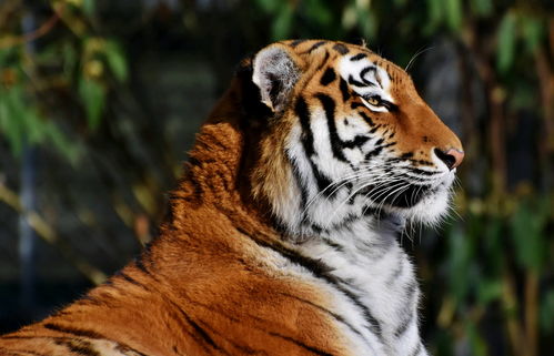 98 year old Tiger woman with 93 year old Rooster man