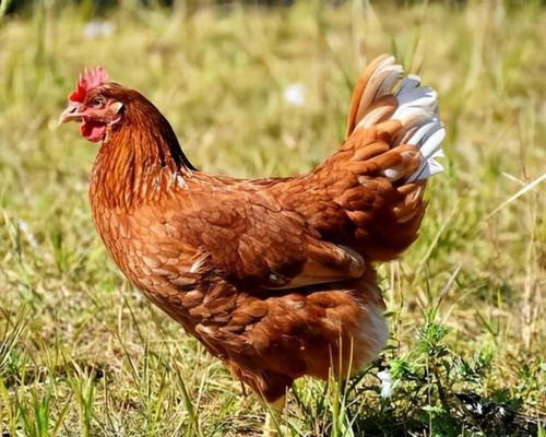 Is 1993 Rooster and 93 Rooster suitable