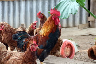 What's lacking in the five elements of the 1969 Rooster