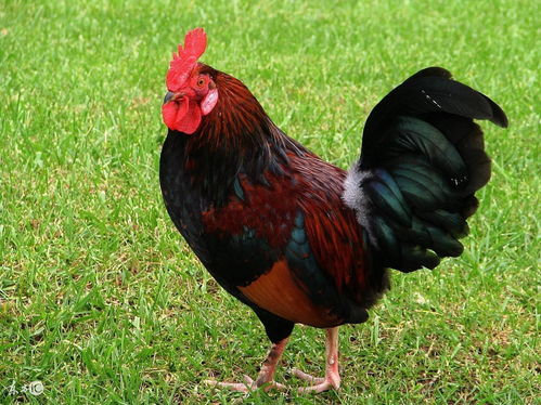 How is the luck of the Rooster at 53 in 1969