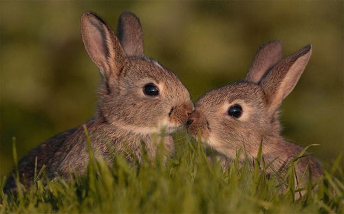 Are '63 Rabbit and '81 Rooster compatible