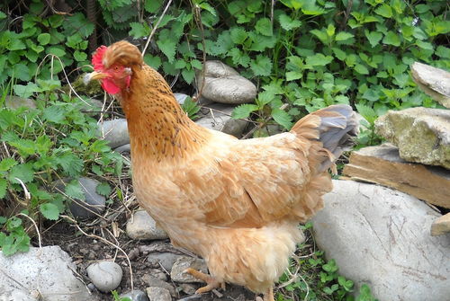 What is the 2005 Rooster Girl's luck for the college entrance exam in 2023