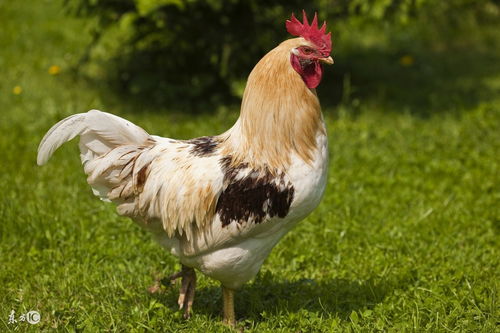 What is the life of the Rooster in June 1981