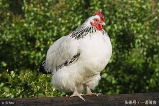What is the life of the Rooster on November 26, 1981