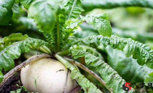 What to eat on White Dew in the North? What to eat on White Dew Day in the South
